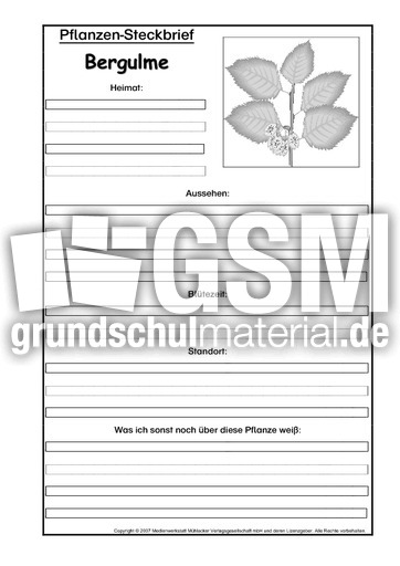 Pflanzensteckbrief-Bergulme-SW.pdf
